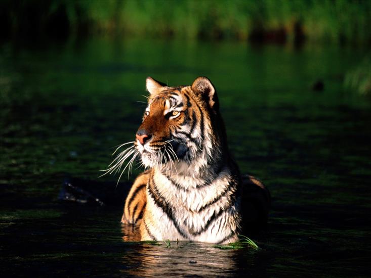 9 - Taking a Dip, Bengal Tiger.jpg