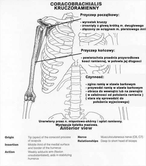 Anatomiaatlasy - 1.8Coracobrachialiscopy.jpg