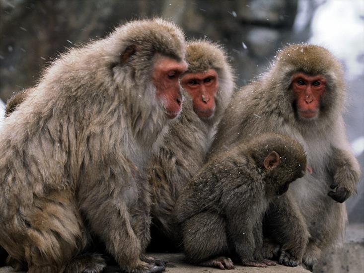  Animals part 2 z 3 - Japanese Snow Monkey.jpg