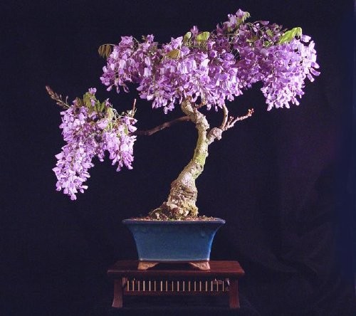 Przepiękne bonsai - mediumjvj8j447a25cf0dd532.jpg