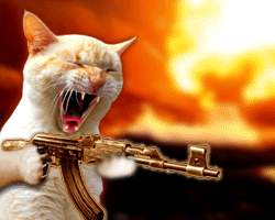 avatary - war-of-the-cats.gif