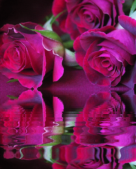 GIFY GIFKI GIFOWNIK    - wod róże karmin.gif