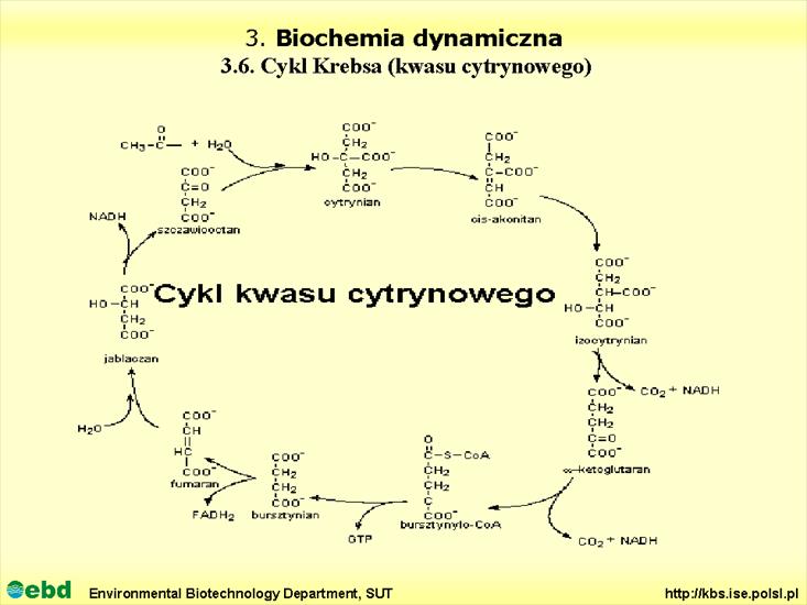 BIOCHEMIA 4- metabolizm tł, cukr, amino, Krebs - Slajd20.TIF