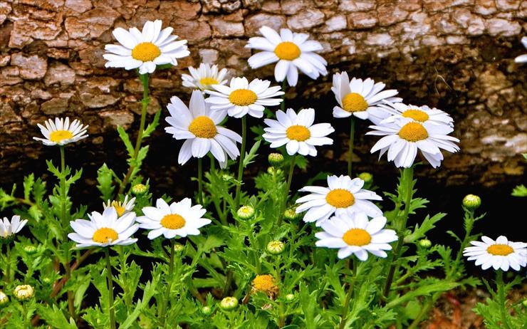 Stokrotki - download-flowers-mobile-wallpaper-flowers-botanic-dais...-daisies-colourful-natural-free-wallpaper-1920x1200-1.jpg