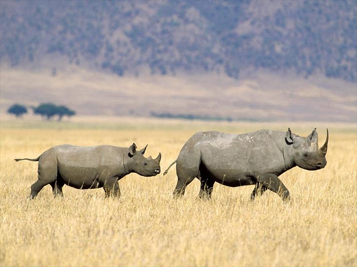 2 - Black Rhinoceros Crossing the Savannah, Tanzania.jpg