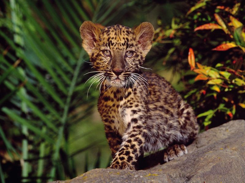 koty - Leopard_Cub.jpg