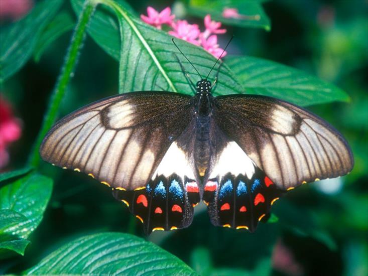 Motyle - Motyl 10.jpg