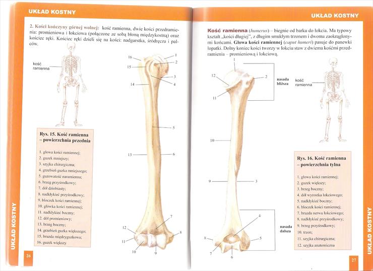 Atlas anatomiczny - Strony 26,27.jpg