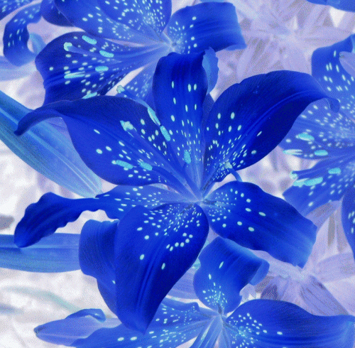 KWIATY - niebieskie_lilie.gif