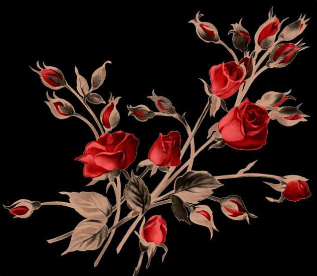 Galeria kwiatów - redroses02.png
