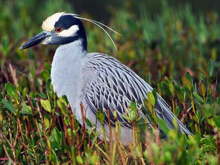 Ptaki - Yellow-Crowned Night Heron, Florida.jpg