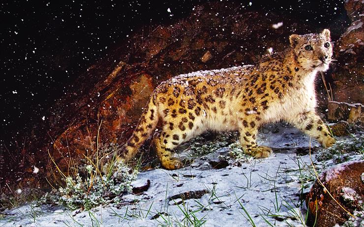 Snow leopard wallpapers - Snow-Leopard-Flurries.jpg