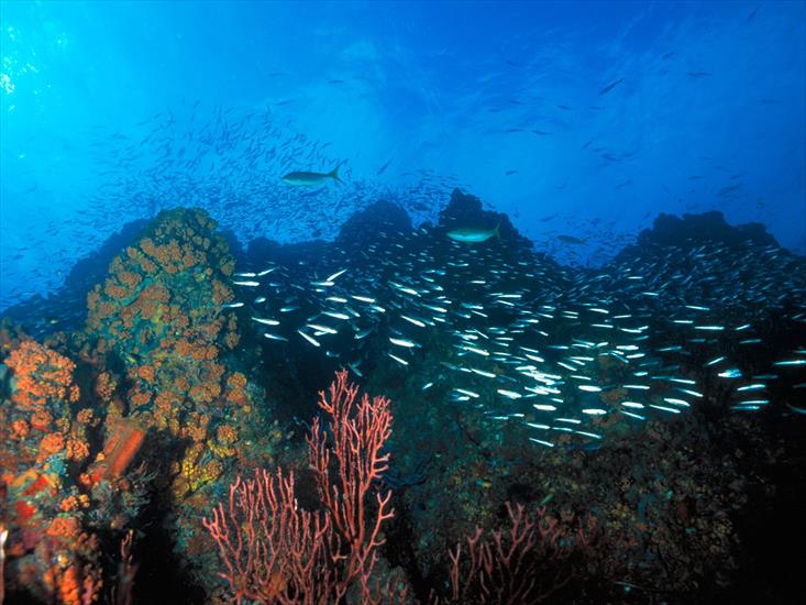 Wodny Świat - Los Roques Reef, Venezuela.jpg