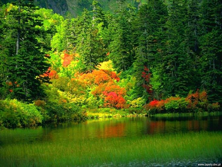 Krajobrazy - jesienny las.bmp
