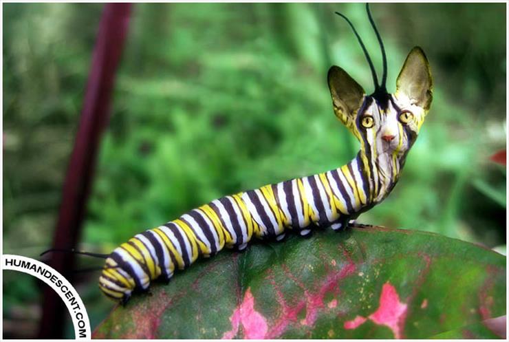 Zwierzęta jakich nie znacie - Caterpillar_by_HumanDescent.jpg